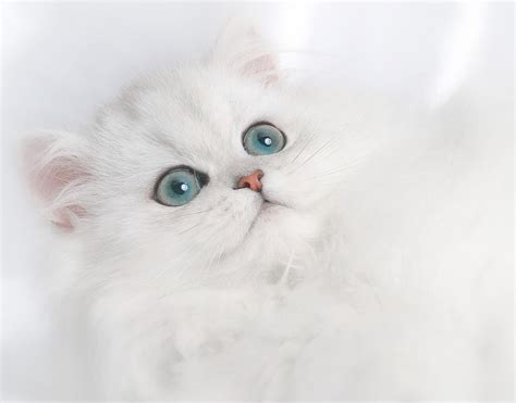 Cute White Persian Kitten Photograph By David And Carol Kelly