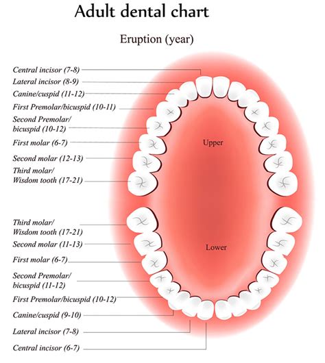 Endodontic Tooth Knowledge In Brandon Fl Active Care Endodontics