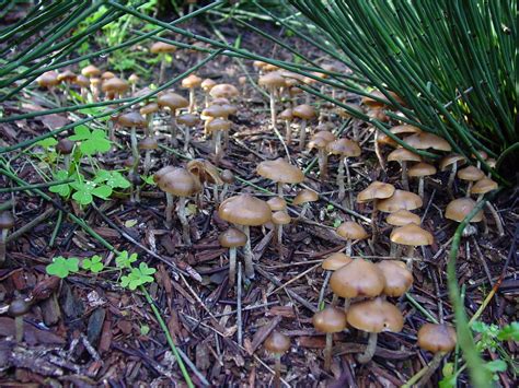 Mushroom Id Central Ca Mushroom Hunting And Identification