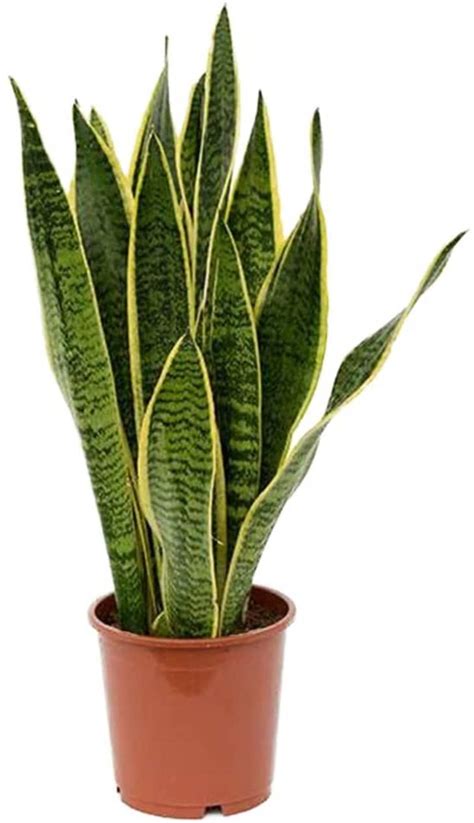 They don't tolerate frost well. Snake Plant Care - How to Grow & Maintain Sansevieria ...
