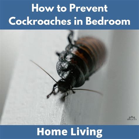 How To Prevent Cockroaches In Bedroom Home Astute
