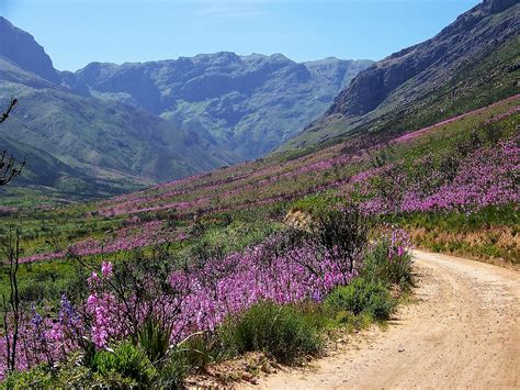 5 Five 5 Cape Floral Region Protected Areas South Africa