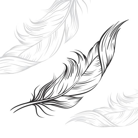 Vector Drawing Black Feathers On A White Background 13764266 Vector Art