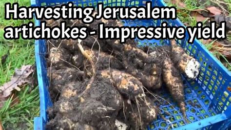 Harvesting Jerusalem Artichokes Youtube