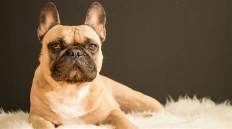 French Bulldogs Breed Guide A Breed With Unique Charms