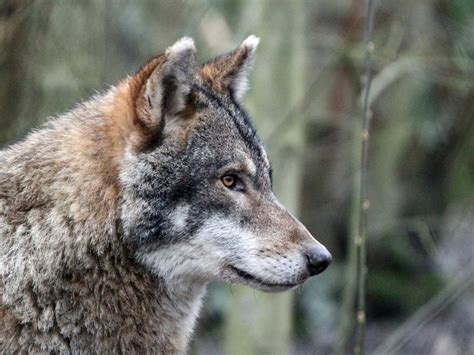 European Wolf Wildwood Group