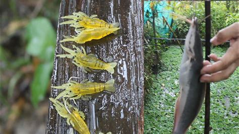 Artificial Bait For Fishing Pwede Kaya Sa Tubig Tabang Youtube