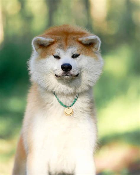 15 Pics That Show Akita Inu Dogs Are The Best Pettime