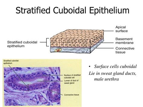 What Is The Apical Surface Of Epithelial Tissue Eliankruwstuart