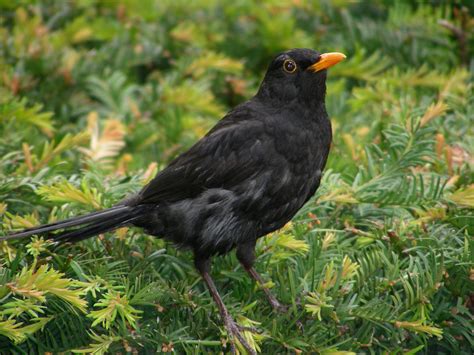 Free Images Animal Wildlife Beak Black Robin Fauna Songbird
