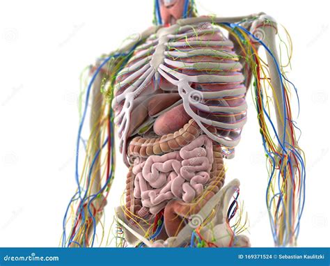 The Abdominal Organs Stock Illustration Illustration Of Science