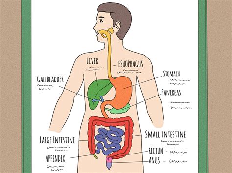 How To Draw A Model Of The Digestive System Wiki Biology