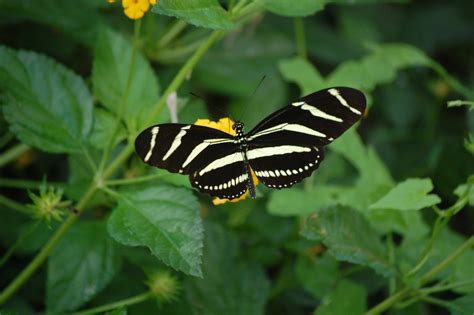 Espacio Dedicado A La Naturaleza Mariposa Cebra Heliconius Charitonia