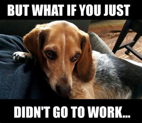 30 Best Beagle Memes Of All Time The Paws Vrogue
