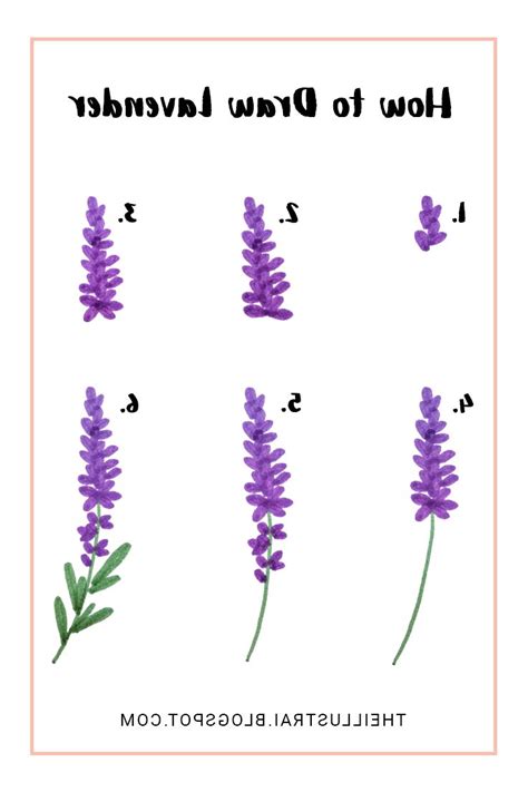This is a simple step by step tutorial on lavender drawing. Simple Lavender Drawing at GetDrawings | Free download