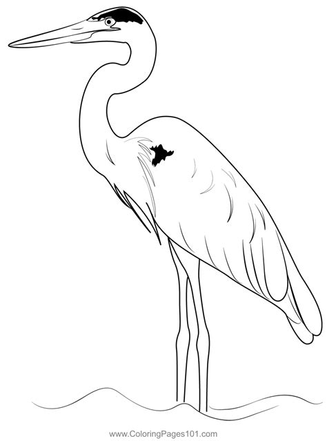 Blue Heron Coloring Page For Kids Free Herons Printable Coloring