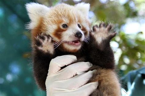 40 Adorable Red Panda Pictures 40 Pics Amazing Creatures