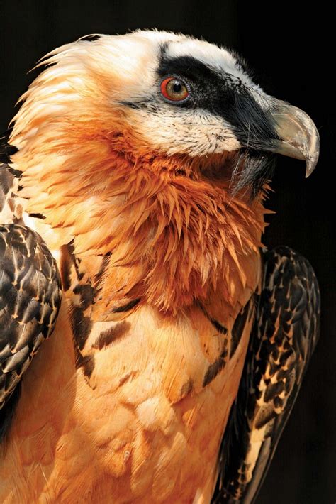 Vulture Characteristics Species And Facts Britannica