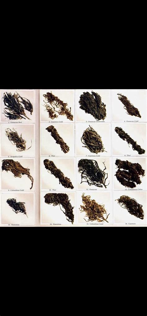 High Times top strains of 1977 (see, things could be worse)😊 : r