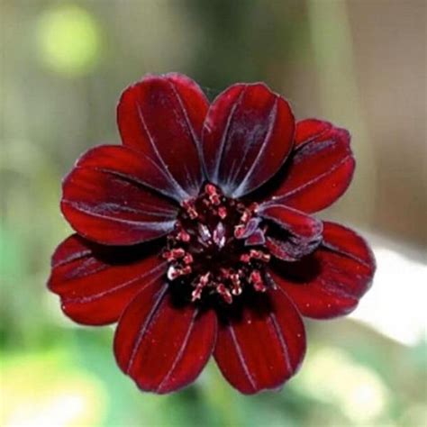 Rare Chocolate Cosmos Flowers 50 Pcs Seeds For Home Garden