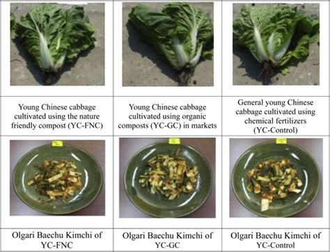 Three Different Types Of Young Chinese Cabbage And Olgari Baechu Kimchi
