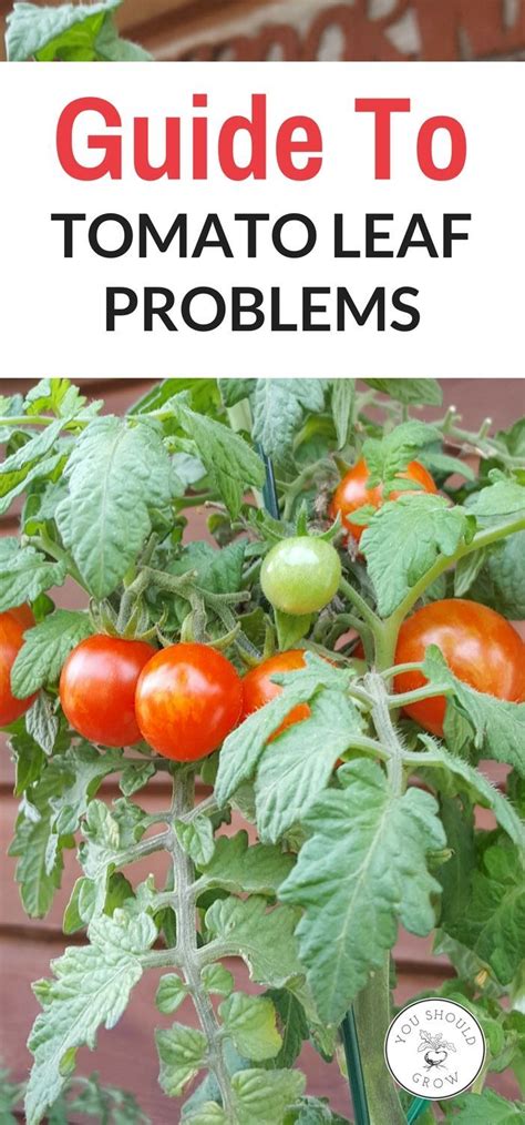 They're usually easier to feed as well, which adds to the reasons that plants do better in pots. How Much Do Starter Tomato Plants Cost | Cromalinsupport