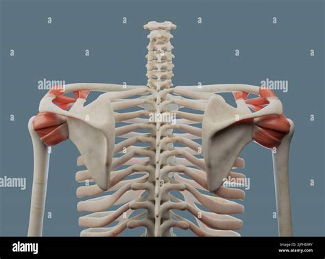 Human Shoulder Joint Anatomy Rotator Cuff Ligaments And Bone