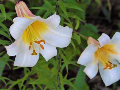 15 Gorgeous Kinds Of Lilies To Grow For A Beautiful Garden Tasteandcraze