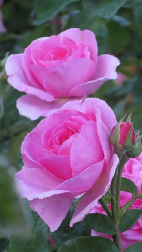 Pin De Mary Oracle Em Roses Bela Rosa Rosas