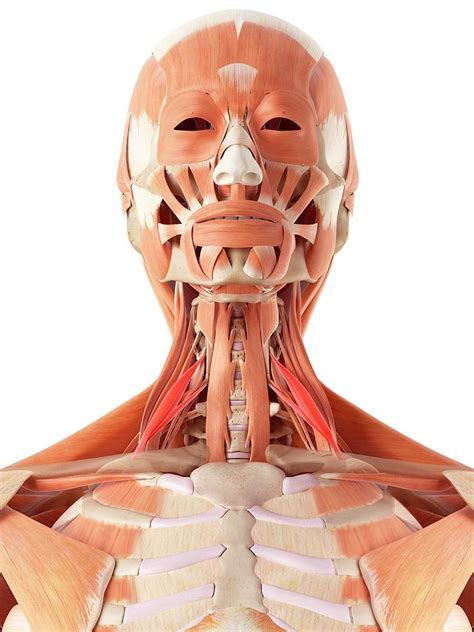 Human Facial And Neck Muscles Photograph By Sebastian Kaulitzki Science