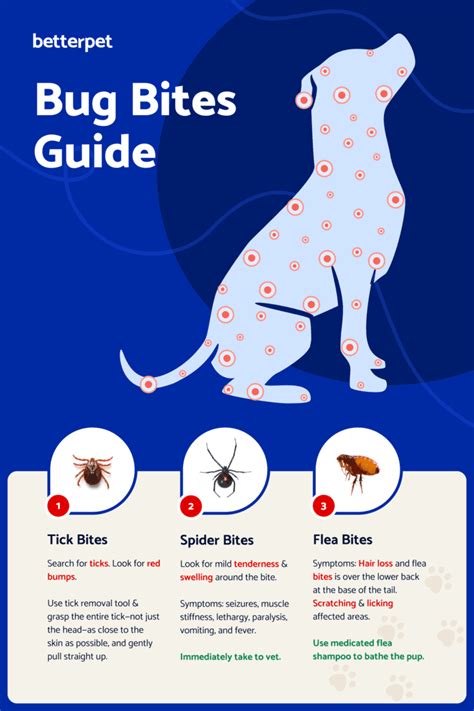 How To Treat Bug Bites On Your Dog According To Vets