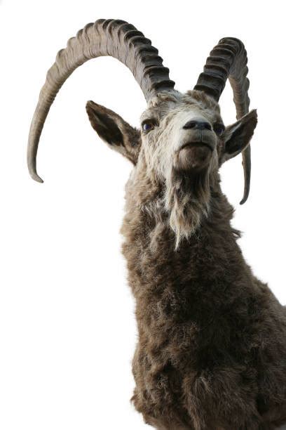 Ibex Stock Photos Pictures And Royalty Free Images Istock