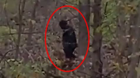 Massive Bigfoot Sighting Finally Clear Video Of Real Sasquatch On