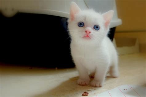Imágenes de gatos bebes | Imágenes