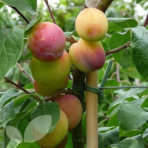 Buy maryland fruit trees, shade tree, flowering trees, berry plants, grape vines, nut tree, bamboo plants most gardeners in maryland want to order and purchase a fruit tree or a nut tree that will produce a large crop as soon as possible, and the best choice appears of planting a large tree or planting a fast growing tree or plant. Plum Avalon Fruit Trees For Sale | Blackmoor Fruit Nursery