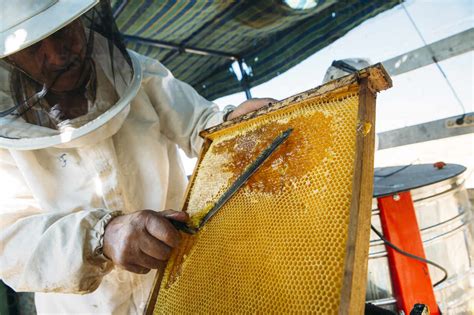 Beekeeper Working Collect Honey Stock Photo