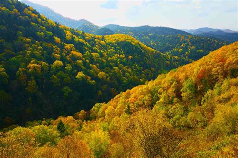 Makanan yang terlihat sederhana ini punya manfaat kesehatan dengan nutrisi yang luar biasa. Tree Communities Hutan Biomes Amerika Utara