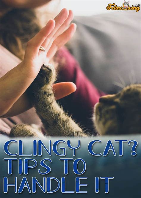 Clingy Cat 4 Best Steps To Handle It