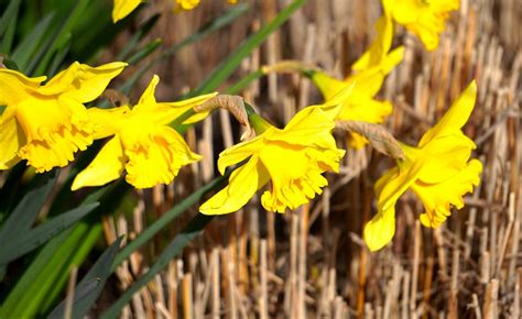 Daffodils Osterglocken Spring Free Photo On Pixabay