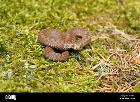 Baby Viper Snake Hi Res Stock Photography And Images Alamy