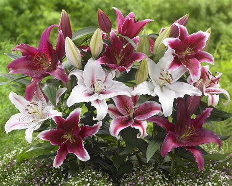 Buy Lily Bulbs Candy Cane Lily Bulb Collection Gold Medal Winning