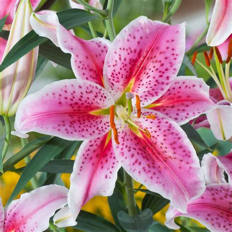 Lilium Star Gazer Oriental Lily Dobbies Garden Centres Oriental