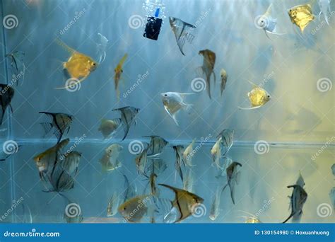Ornamental Fish In Aquarium Stock Photo Image Of Tank Asia 130154980