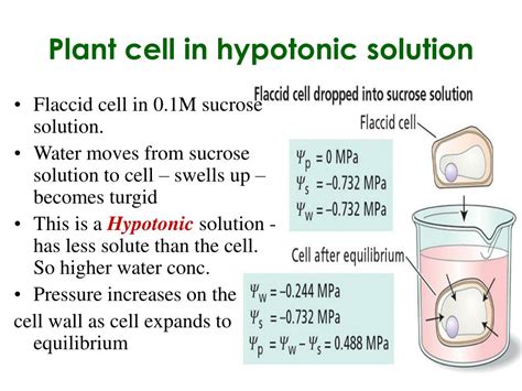 The water from inside the cytoplasm of the cell diffuses out and the plant cell is said to have become flaccid. PPT - Cells in isotonic, hypotonic, and Hypertonic ...
