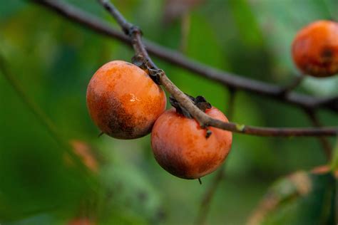 The trees are vigorous growers that can reach a height of 15 feet. American Persimmon Seedling - Chestnut Hill Nursery