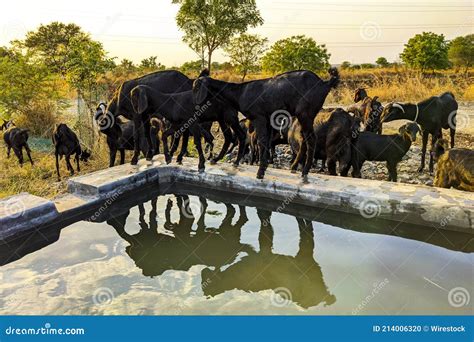 Group Of Black Goats Drinking Water In The Pasture Stock Photo Image