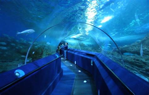 The 5 Best Aquariums In The World Unforgettable Experiences
