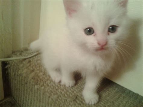 In the mean time if you would like to learn more about adoption checkout our. STUNNING PURE WHITE KITTENS FOR SALE! | Minehead, Somerset ...