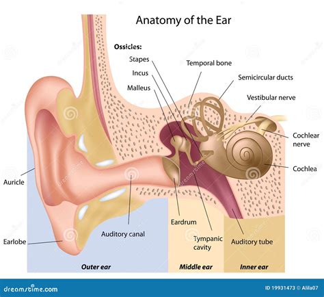 Anatomía Del Oído Fotos De Archivo Imagen 19931473