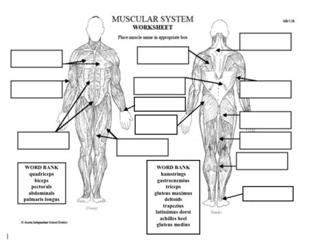 The muscular system can be broken down into three types of muscles: 34 Muscle Label - Labels Design Ideas 2020